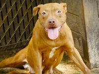 SADIE - Photo 1
