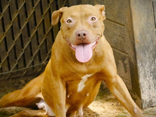 SADIE - American Staffordshire Terrier for adoption in Tallahassee