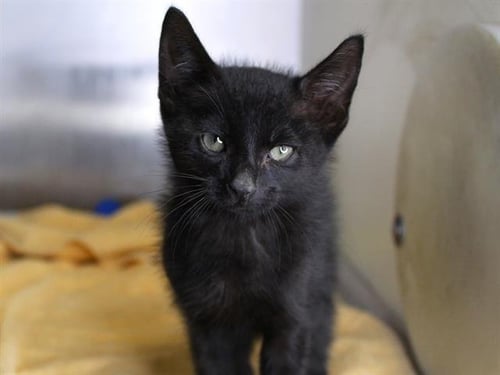 FORD - Domestic Short Hair available for adoption
