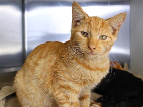 A - Domestic Short Hair available for adoption