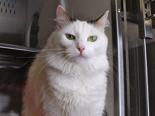 WHITNEY - Domestic Medium Hair available for adoption