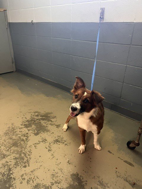 CHIVE - Collie available for adoption