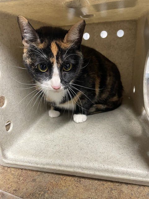 ZHURI - Domestic Short Hair available for adoption