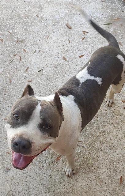 SNUPE - American Staffordshire Terrier available for adoption