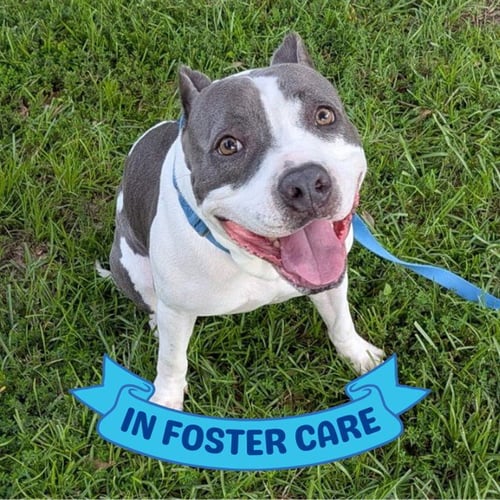 SNUPE - American Staffordshire Terrier available for adoption