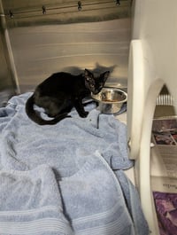 CHUPACABRA - Photo 1