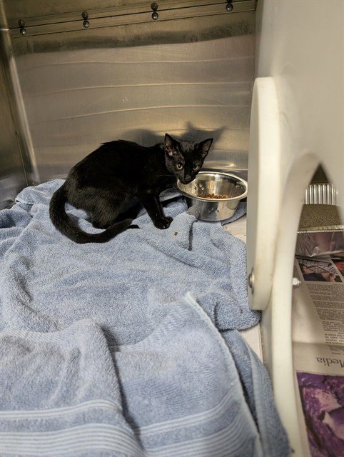 CHUPACABRA - Domestic Short Hair available for adoption
