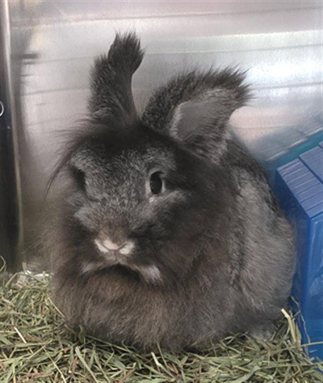 ELLIE - English Angora available for adoption