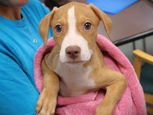 SPRITE - American Pit Bull Terrier available for adoption