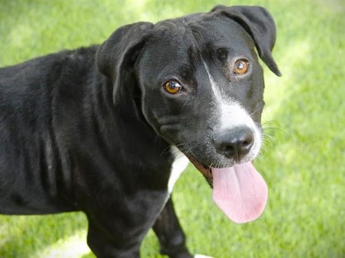 YADDLE - Labrador Retriever / American Staffordshire Terrier available for adoption
