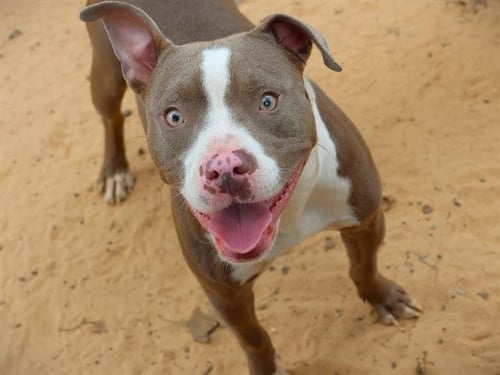 PRADA - American Staffordshire Terrier available for adoption