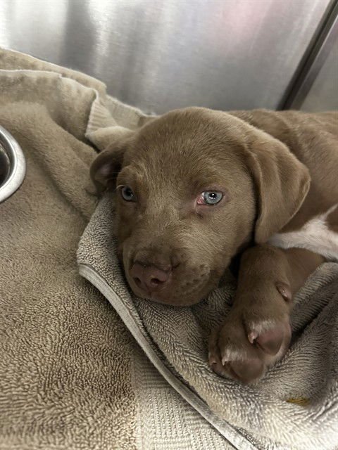 ROMEO - American Pit Bull Terrier available for adoption