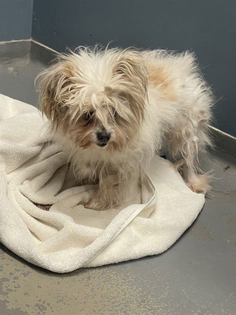 NIX - Pomeranian / Chihuahua available for adoption