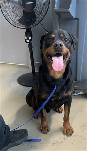 KONA - Rottweiler available for adoption