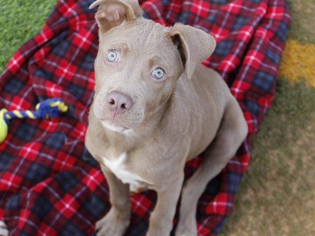 ROMEO - American Pit Bull Terrier available for adoption
