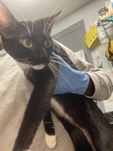 JAZZ - Domestic Short Hair for adoption in Tallahassee
