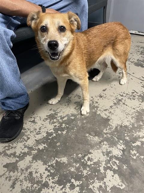 HACHI - Chow Chow available for adoption