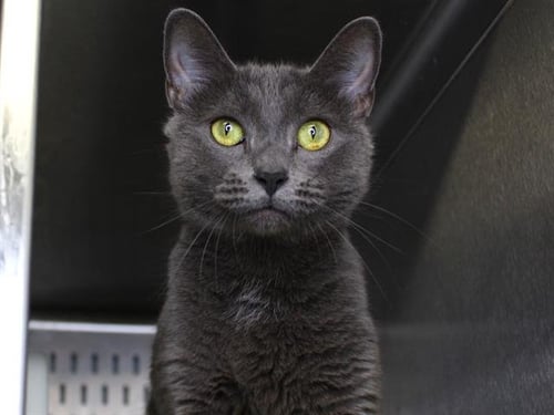 LAYLANI - Domestic Short Hair available for adoption