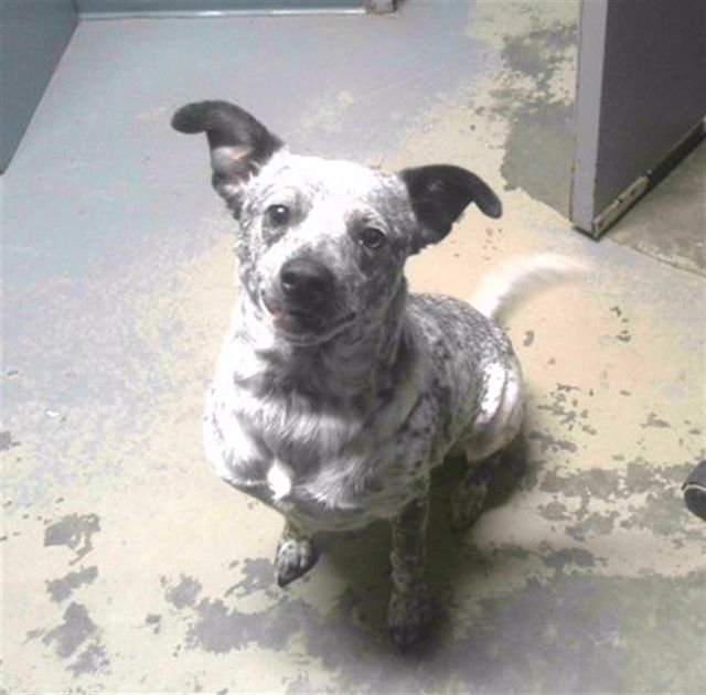 SHEILA - Australian Cattle Dog/Blue Heeler available for adoption