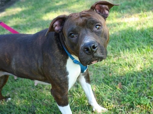 BELLA - American Staffordshire Terrier available for adoption