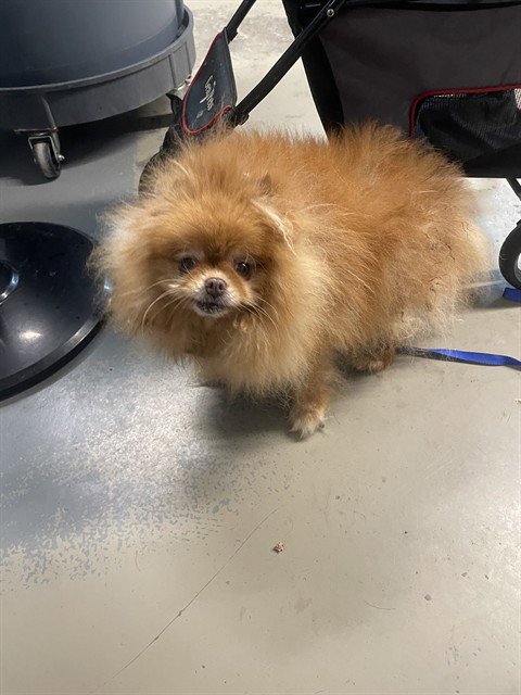 DAPHNE - Pomeranian available for adoption