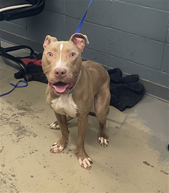 CASHMERE - American Staffordshire Terrier available for adoption