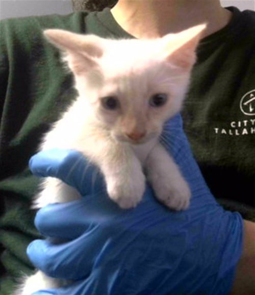 REMUS - Domestic Short Hair available for adoption
