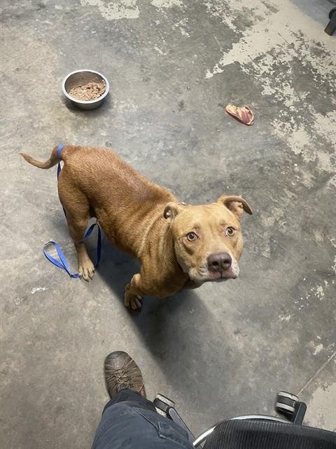 BIG GIRL - American Pit Bull Terrier available for adoption