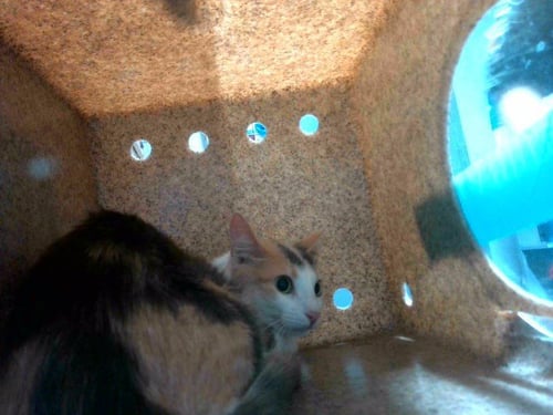 TINK TINK - Domestic Short Hair available for adoption