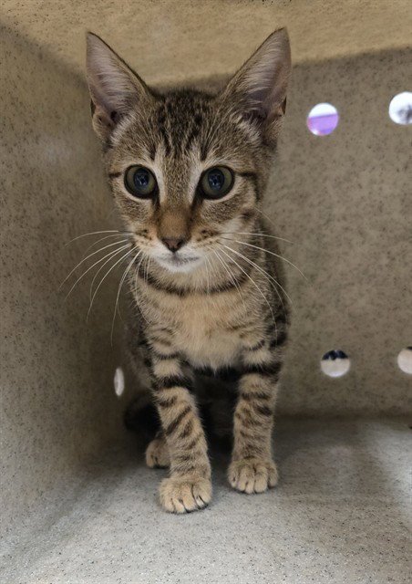 DIPLO - Domestic Short Hair available for adoption