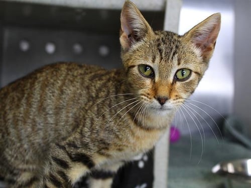 DIPLO - Domestic Short Hair available for adoption