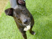 PEPPER - Photo 1