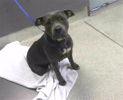 BETTY - American Pit Bull Terrier available for adoption