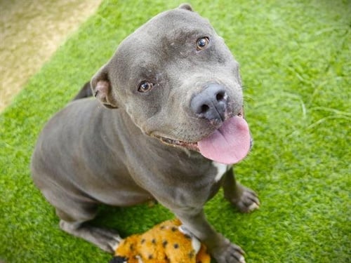 BETTY - American Pit Bull Terrier available for adoption