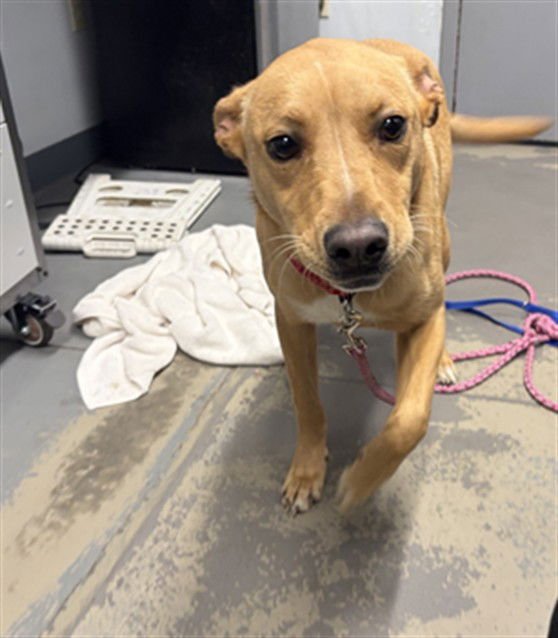 LAYLA - Labrador Retriever available for adoption