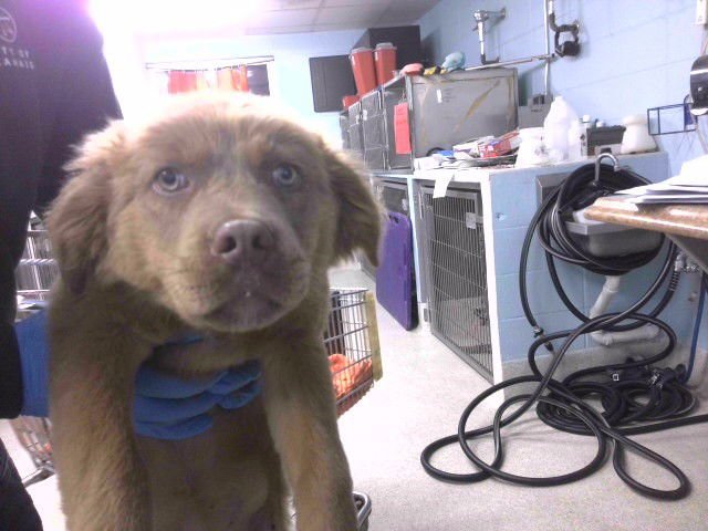 BUTTERSCOTCH - Australian Shepherd available for adoption