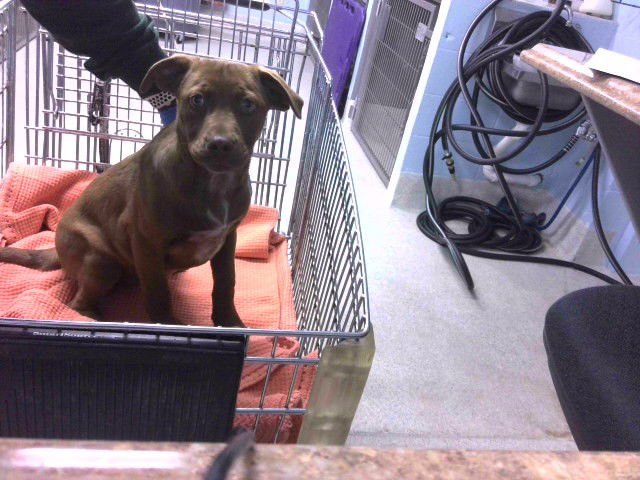 COOKIE - Labrador Retriever available for adoption