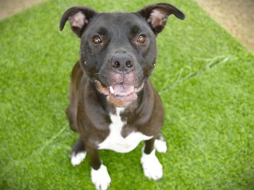 MILLIE - American Staffordshire Terrier available for adoption