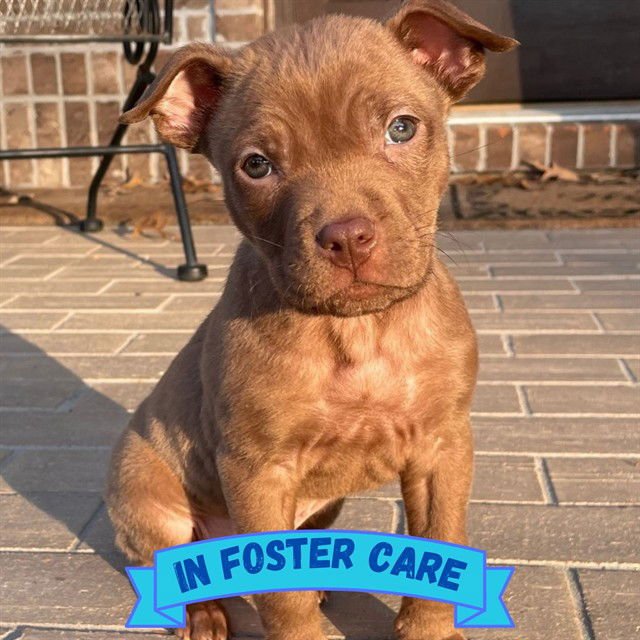 THEO - American Staffordshire Terrier available for adoption