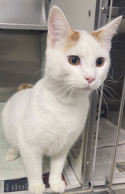 TIMOTHY THOMAS - Domestic Short Hair available for adoption