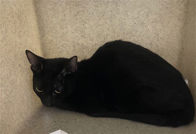 ATHENA - Domestic Short Hair available for adoption