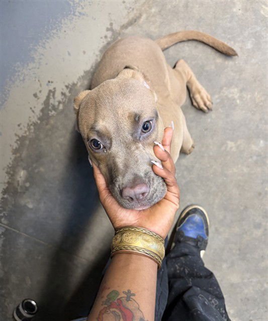 CINDY - Bullmastiff / Labrador Retriever available for adoption