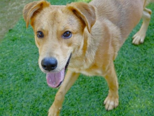 SUNFLOWER - Labrador Retriever available for adoption