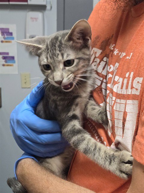 MS. GREY - Domestic Short Hair available for adoption