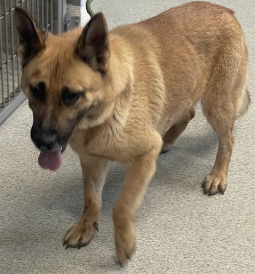 PRINCESS - German Shepherd Dog available for adoption