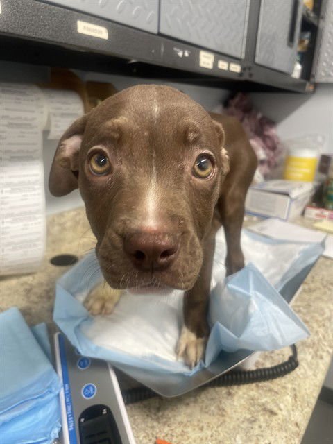 EMMA - American Staffordshire Terrier available for adoption