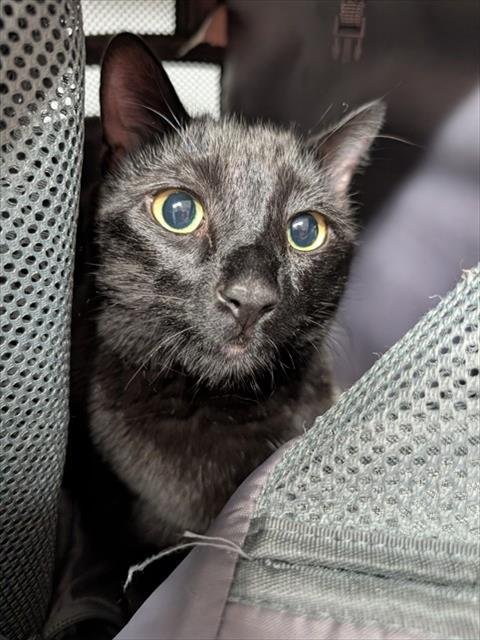 LONO - Domestic Short Hair available for adoption