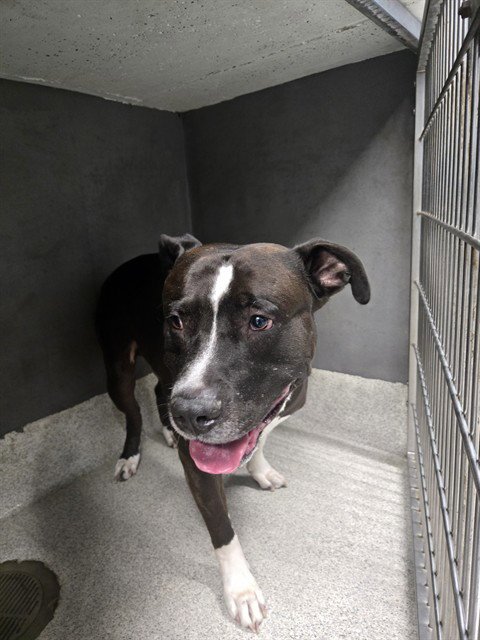 BLU - American Staffordshire Terrier available for adoption