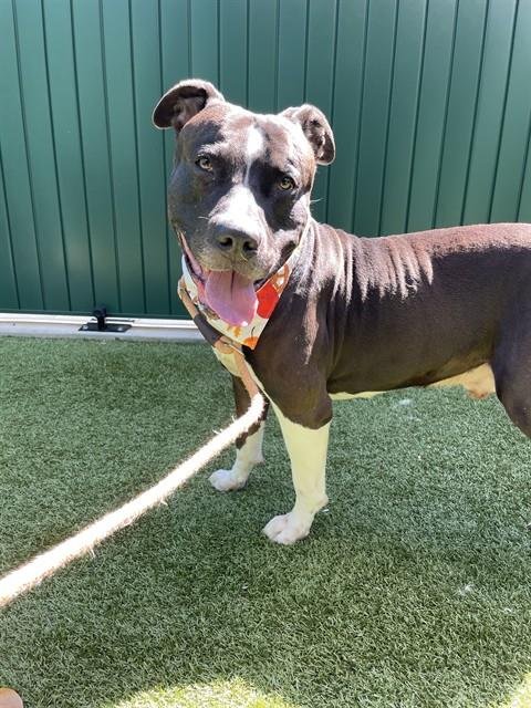 BLU - American Staffordshire Terrier available for adoption