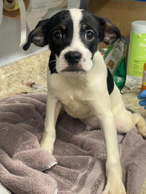 VINNIE - Boston Terrier / Chihuahua available for adoption